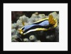 Anna's Chromodoris by Anonymous
