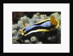 Anna's Chromodoris by Anonymous
