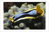 Anna's Chromodoris by Anonymous