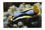 Anna's Chromodoris by Anonymous