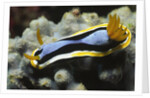 Anna's Chromodoris by Anonymous