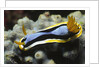 Anna's Chromodoris by Anonymous
