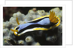 Anna's Chromodoris by Anonymous