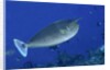Spotted Unicornfish by Anonymous