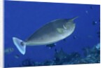 Spotted Unicornfish by Anonymous
