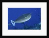 Spotted Unicornfish by Anonymous