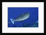 Spotted Unicornfish by Anonymous