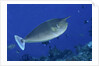 Spotted Unicornfish by Anonymous