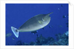 Spotted Unicornfish by Anonymous