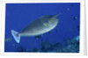 Spotted Unicornfish by Anonymous