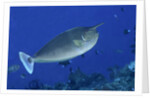 Spotted Unicornfish by Anonymous