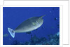 Spotted Unicornfish by Anonymous