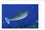 Spotted Unicornfish by Anonymous