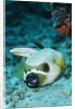 Cleaner Wrasse inside mouth of Blackspotted Puffer by Anonymous