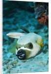 Cleaner Wrasse inside mouth of Blackspotted Puffer by Anonymous