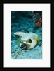 Cleaner Wrasse inside mouth of Blackspotted Puffer by Anonymous