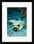 Cleaner Wrasse inside mouth of Blackspotted Puffer by Anonymous