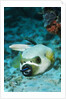 Cleaner Wrasse inside mouth of Blackspotted Puffer by Anonymous