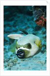 Cleaner Wrasse inside mouth of Blackspotted Puffer by Anonymous