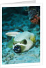Cleaner Wrasse inside mouth of Blackspotted Puffer by Anonymous