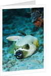 Cleaner Wrasse inside mouth of Blackspotted Puffer by Anonymous