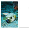 Cleaner Wrasse inside mouth of Blackspotted Puffer by Anonymous