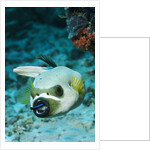 Cleaner Wrasse inside mouth of Blackspotted Puffer by Anonymous