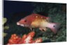 Diana's Hogfish by Anonymous