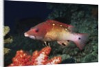 Diana's Hogfish by Anonymous