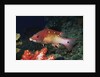 Diana's Hogfish by Anonymous