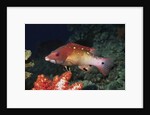 Diana's Hogfish by Anonymous