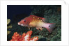 Diana's Hogfish by Anonymous
