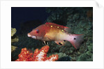 Diana's Hogfish by Anonymous