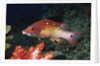 Diana's Hogfish by Anonymous