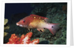 Diana's Hogfish by Anonymous