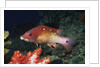 Diana's Hogfish by Anonymous