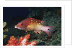 Diana's Hogfish by Anonymous