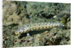 Latticed Sandperch by Anonymous