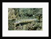 Latticed Sandperch by Anonymous