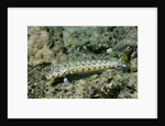 Latticed Sandperch by Anonymous