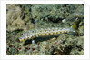 Latticed Sandperch by Anonymous