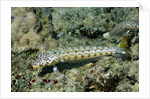 Latticed Sandperch by Anonymous