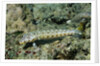 Latticed Sandperch by Anonymous