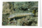 Latticed Sandperch by Anonymous