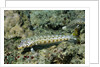 Latticed Sandperch by Anonymous