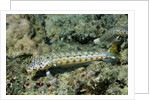 Latticed Sandperch by Anonymous