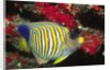 Regal Angelfish by Anonymous