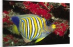 Regal Angelfish by Anonymous