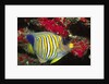 Regal Angelfish by Anonymous