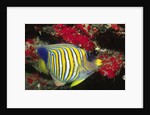 Regal Angelfish by Anonymous